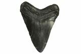 Fossil Megalodon Tooth - South Carolina #295915-1